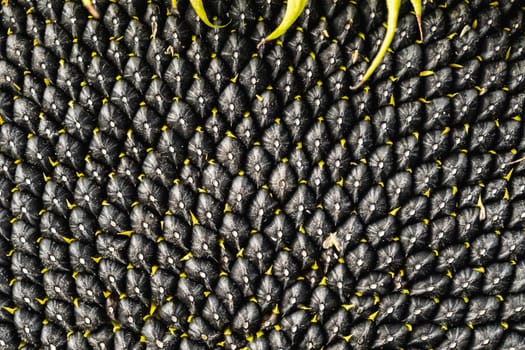 Black sunflower seeds pattern. Sunflower seeds background. Horizontal orientation