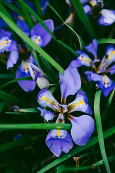Beautiful Purple irises in the garden. Spring Flowers. Vertical photo.