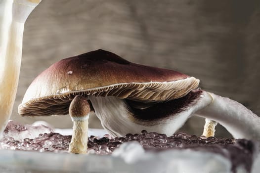 The Mexican magic mushroom is a psilocybe cubensis, a specie of psychedelic mushroom whose main active elements are psilocybin and psilocin - Mexican Psilocybe Cubensis. An adult mushroom raining spores