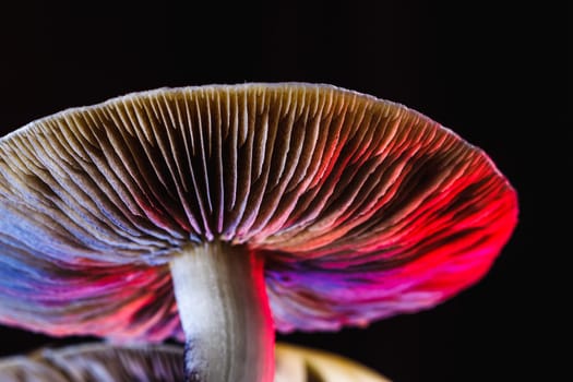 The Mexican magic mushroom is a psilocybe cubensis, a specie of psychedelic mushroom whose main active elements are psilocybin and psilocin - Mexican Psilocybe Cubensis. An adult mushroom raining spores. red and blue color. horizontal orientation