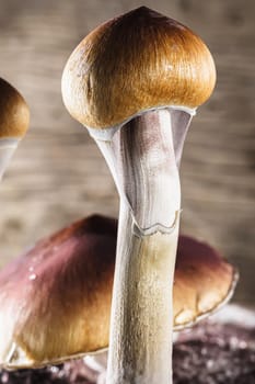 The Mexican magic mushroom is a psilocybe cubensis, a specie of psychedelic mushroom whose main active elements are psilocybin and psilocin - Mexican Psilocybe Cubensis. An adult mushroom raining spores. Vertical orientation. wood background