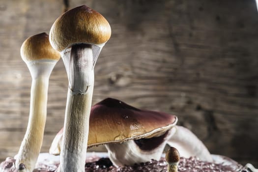 The Mexican magic mushroom is a psilocybe cubensis, a specie of psychedelic mushroom whose main active elements are psilocybin and psilocin - Mexican Psilocybe Cubensis. An adult mushroom raining spores. wood background