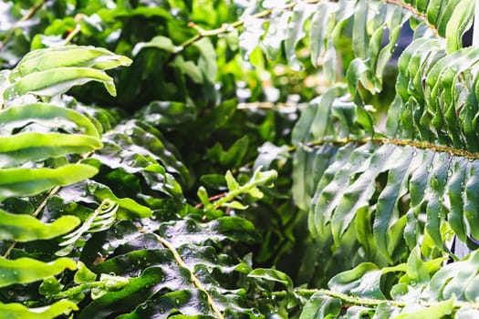 Beautyful ferns leaves green foliage natural floral fern background in sunlight. horizontal orientation.