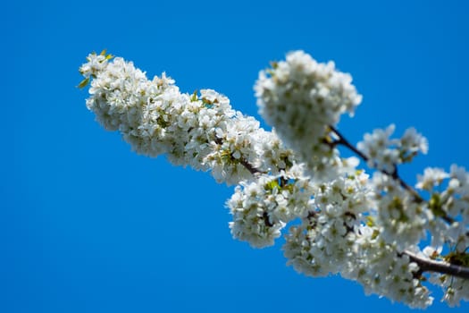 Branches with white flowers of the fruit tree and blue sky, spring view