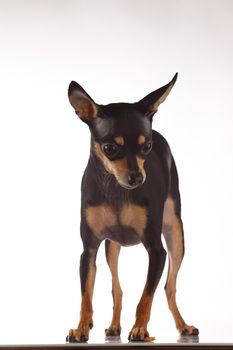 toy terrier studio portrait on white background