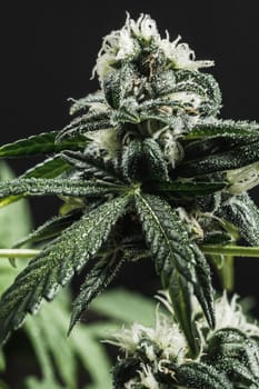 Mature medical cannabis marijuana plant with trichomes Bud and Leaves. contains THC CBD. by dark background. Vertical orientation