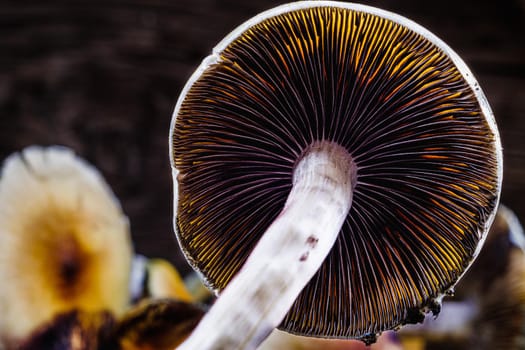 The Mexican magic mushroom is a psilocybe cubensis, a specie of psychedelic mushroom whose main active elements are psilocybin and psilocin - Mexican Psilocybe Cubensis. An adult mushroom raining spores. horizontal orientation