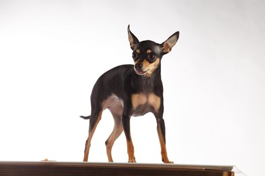 toy terrier studio portrait on white background