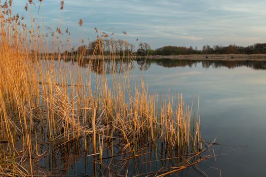 Reeds on the shore of the lake, evening view, Stankow, Poland