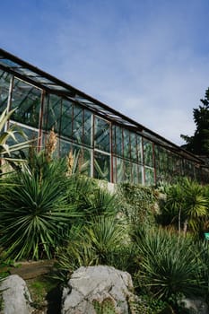 Cactus greenhouse. Spring in a botanical garden in southern Russia. Yucca and Agave. Plants.