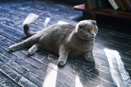 Scottish Fold domestic cat at home. Grey pet lying on the floor.