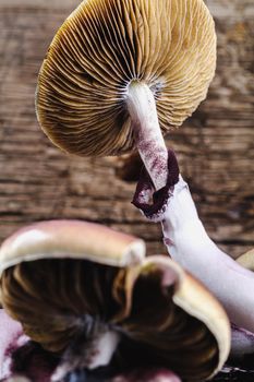 The Mexican magic mushroom is a psilocybe cubensis, a specie of psychedelic mushroom whose main active elements are psilocybin and psilocin - Mexican Psilocybe Cubensis. An adult mushroom raining spores. vertical orientation