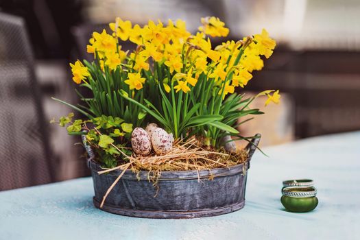 Daffodils with bulbs in a large pot with eggs for Easter
