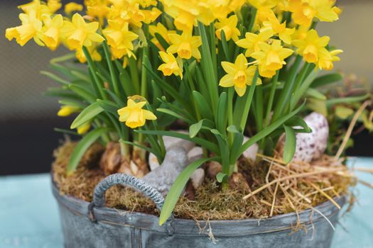 Daffodils with bulbs in a large pot for Easter