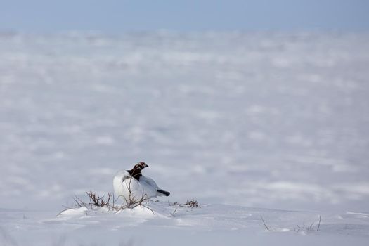 Adult male rock ptarmigan, Lagopus mutus, surveying its territory while sitting in snow with willow branches in the background, near Arviat, Nunavut