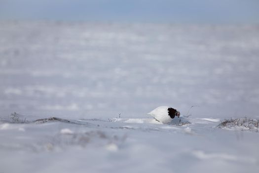 Adult male rock ptarmigan, Lagopus mutus, surveying its territory while sitting in snow with willow branches in the background, near Arviat, Nunavut