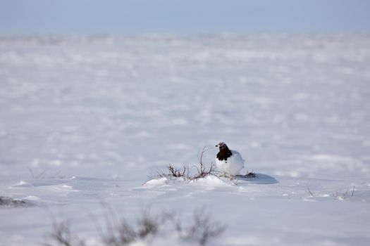 Adult male rock ptarmigan, Lagopus mutus, surveying its territory while sitting in snow with willow branches in the background, near Arviat, Nunavut