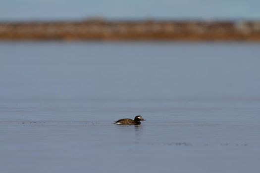 Male long-tailed duck swimming in a small pond, near Arviat, Nunavut Canada