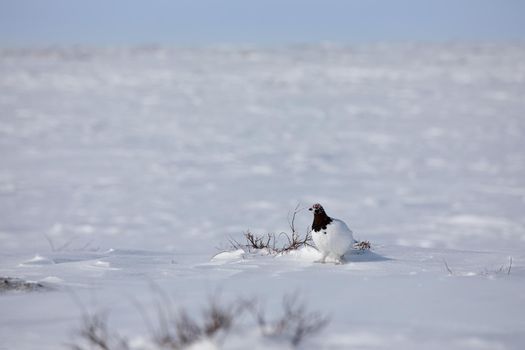 Adult male rock ptarmigan, Lagopus mutus, surveying its territory while sitting in snow with willow branches in the background, near Arviat, Nunavut