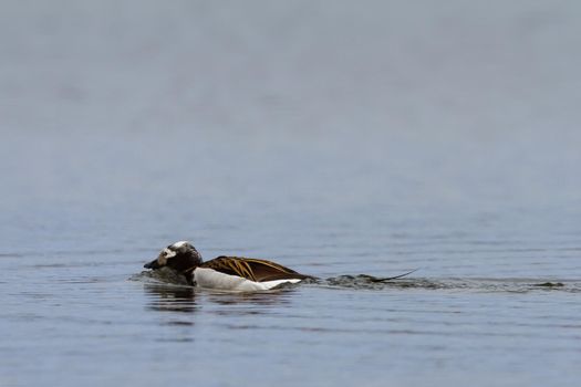 Male long-tailed duck swimming in a small pond near Arviat, Nunavut