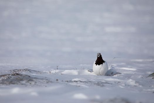 Adult male rock ptarmigan, Lagopus mutus, surveying its territory while sitting in snow with willow branches in the background, near Arviat, Nunavut