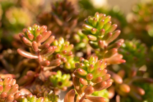 Sedum jelly beans succulent plants