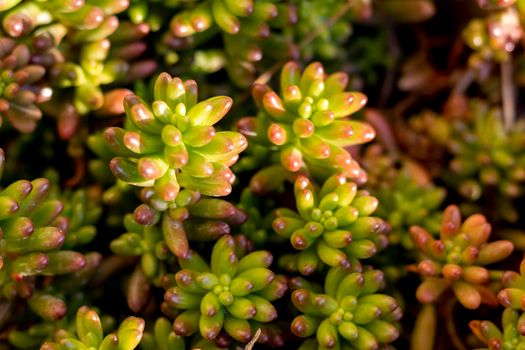 Jelly beans plants closeup view