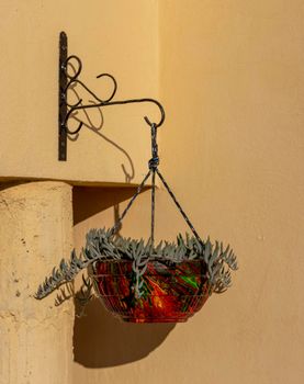 String of bananas succulent in a hanging pot