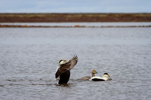 Male common eider duck flapping its wings, near Arviat Nunavut Canada