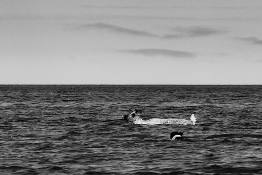 Black and white of a young barren-ground caribou swimming through water with a dog chasing near Arviat Nunavut