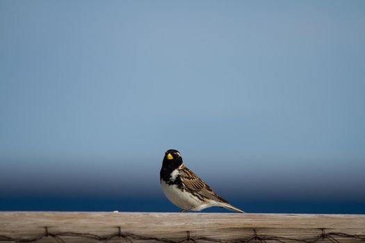 Lapland longspur bird standing on a post with blue skies in the background, near Arviat, Nunavut Canada. High quality photo