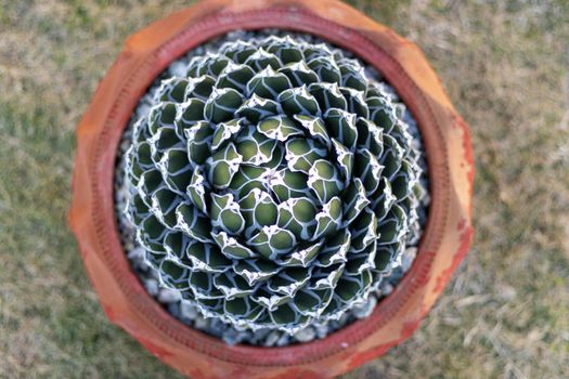 Agave victoriae plant with selective focus on its center