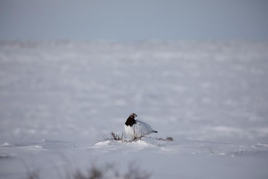Adult male rock ptarmigan, Lagopus mutus, surveying its territory while sitting in snow with willow branches in the background, near Arviat, Nunavut