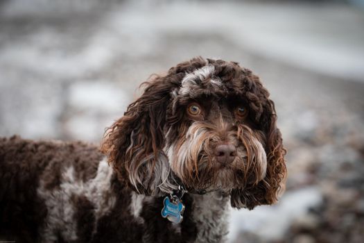 Close-up of a beautiful brown Australian Labradoodle dog