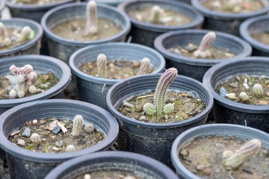 Echinopsis Peanut cactus small plants growing in plastic pots