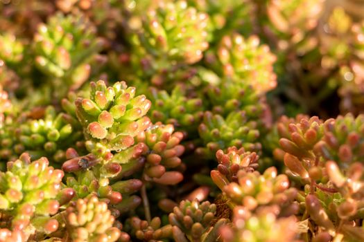 Jelly beans succulents for ground cover