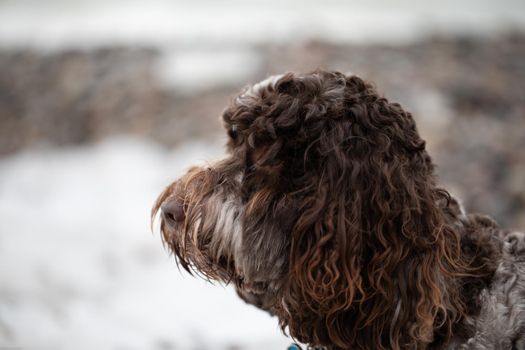 Close-up of a beautiful brown Australian Labradoodle dog staring