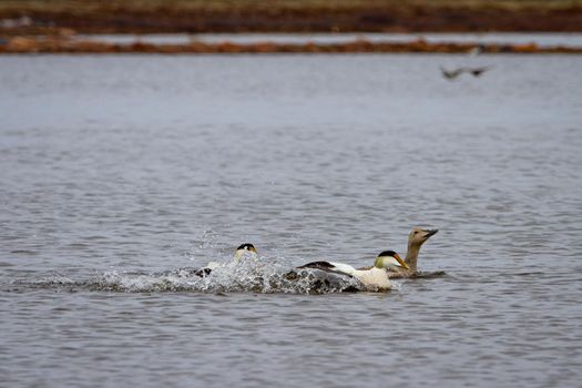 Male common eider duck chasing a female eider duck, near Arviat Nunavut Canada