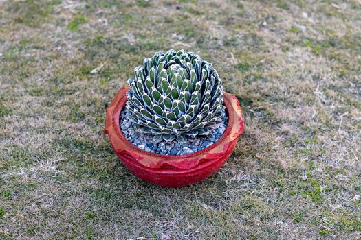 Agave queen victoria beautiful plant in a pot