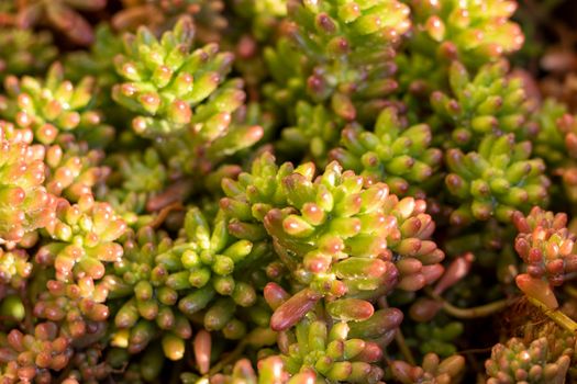 Sedum rubrotinctum ornamental plant top view