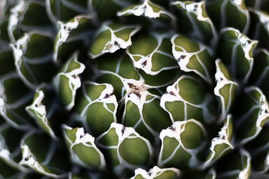 Agave victoriae funnel shape plant