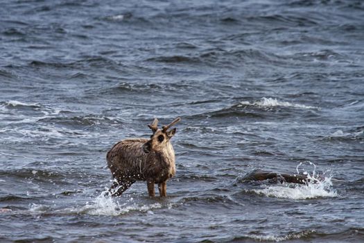 Young barren-ground caribou, rangifer tarandus groenlandicus, standing in water near Arviat Nunavut