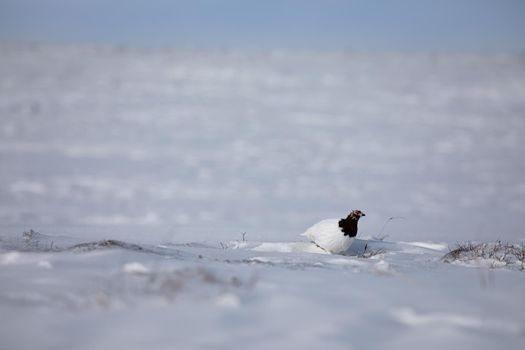 Adult male rock ptarmigan, Lagopus mutus, surveying its territory while sitting in snow with willow branches in the background, near Arviat, Nunavut