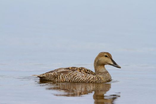 Female common eider duck swimming in a pond, near Arviat Nunavut Canada