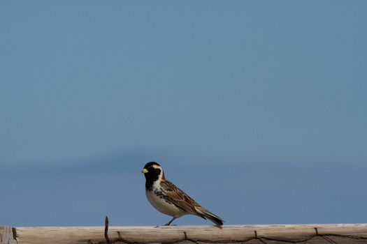 Lapland longspur bird standing on a post with blue skies in the background, near Arviat, Nunavut Canada. High quality photo