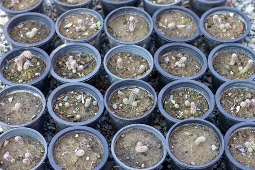 Peanut cactus small plants growing in nursery pots