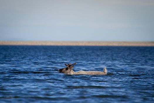 Young barren-ground caribou, rangifer tarandus groenlandicus, swimming through water near Arviat Nunavut