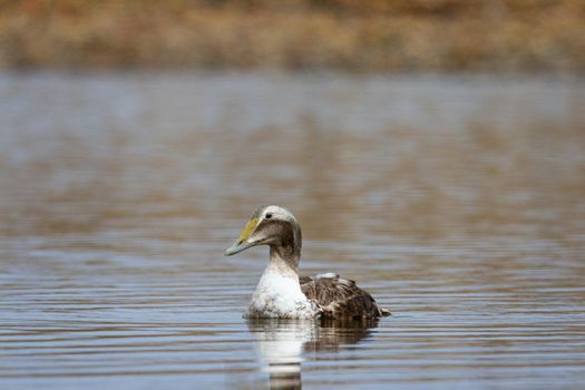 Young Male Common Eider Duck swimming in a small pond, near Arviat, Nunavut, Canada