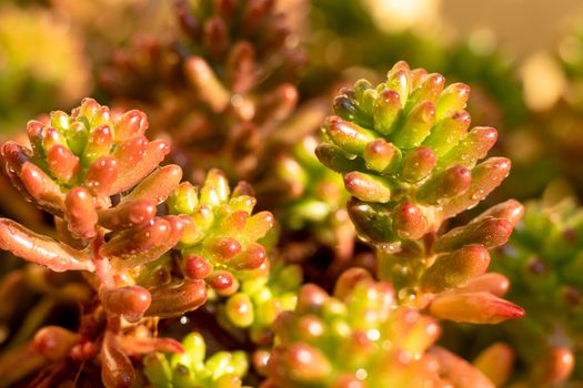 Sedum rubrotinctum ornamental plants closeup view