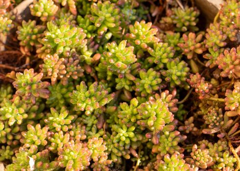 Sedum rubrotinctum succulent plants high angle view